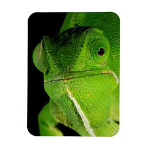 Portret van flap-necked chameleon magneet