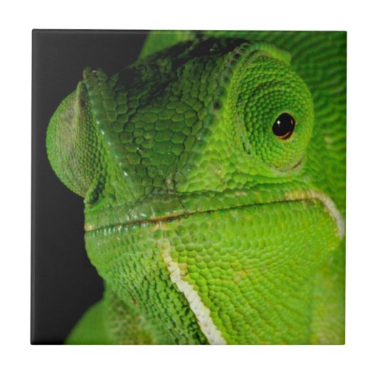 Portret van flap-necked chameleon tegeltje (Voorkant)