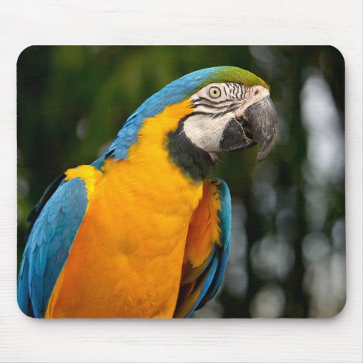 Portret van gelbbrustera macaw briefkaart muismat (Voorkant)