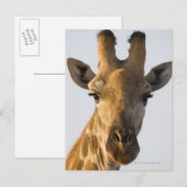 portret van Giraffe (Giraffa camelopardalis) Briefkaart (Voorkant / Achterkant)