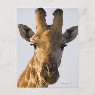 portret van Giraffe (Giraffa camelopardalis) Briefkaart