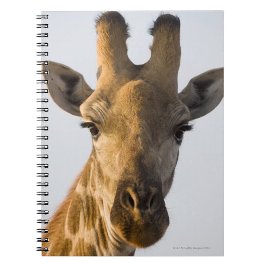 portret van Giraffe (Giraffa camelopardalis) Notitieboek (Voorkant)