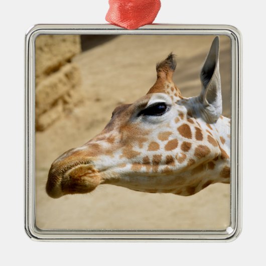 Portret van giraffe metalen ornament (Voorkant)