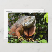 Portret van groene leguanen briefkaart (Voorkant / Achterkant)