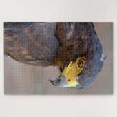 Portret van Harris Hawk Briefkaart Legpuzzel (Horizontaal)