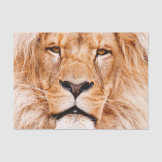 Portret van het Afrikaanse "Lion Wildlife Animal C Tissuepapier