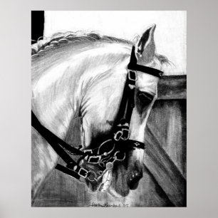 Portret van het paard Lusitano Dressage Poster