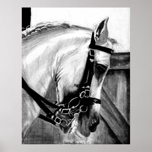 Portret van het paard Lusitano Dressage Poster (Voorkant)