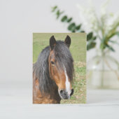 Portret van het paard van de Welsh bay Briefkaart (Staand voorkant)