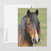 Portret van het paard van de Welsh bay Briefkaart (Voorkant / Achterkant)