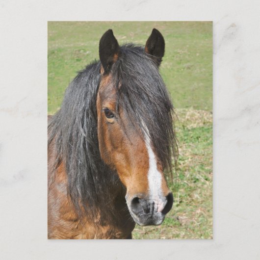 Portret van het paard van de Welsh bay Briefkaart (Voorkant)