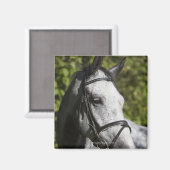 portret van het witte paard 2 magneet (Voorkant / Achterkant)