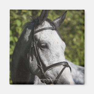 portret van het witte paard 2 magneet