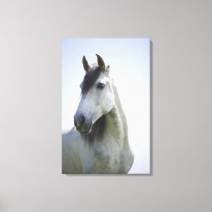 portret van het witte paard 3 canvas afdruk
