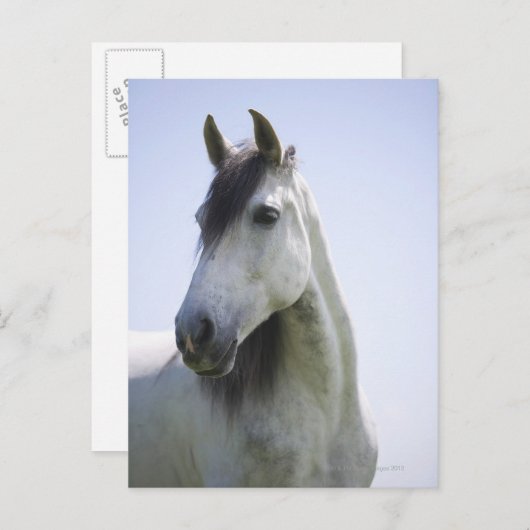 portret van het witte paard briefkaart (Voorkant / Achterkant)