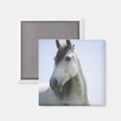 portret van het witte paard magneet (Voorkant / Achterkant)
