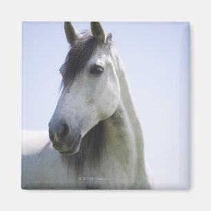 portret van het witte paard magneet