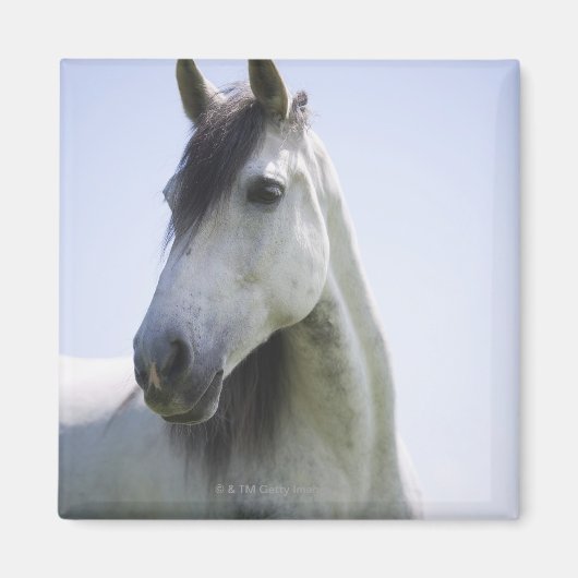 portret van het witte paard magneet (Voorkant)