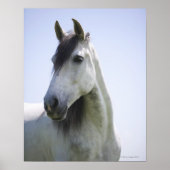 portret van het witte paard poster (Voorkant)