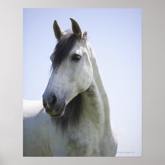 portret van het witte paard poster (Voorkant)