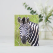 Portret van het Zebra van Vlaktes, Spel Briefkaart (Staand voorkant)