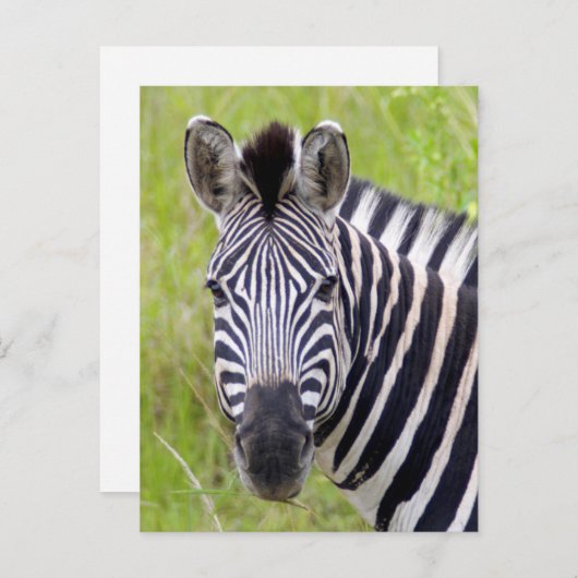 Portret van het Zebra van Vlaktes, Spel Briefkaart (Voorkant / Achterkant)