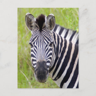 Portret van het Zebra van Vlaktes, Spel Briefkaart