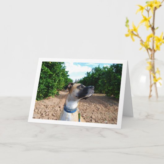 Portret van hond in boomgaard kaart (Gele Bloem)