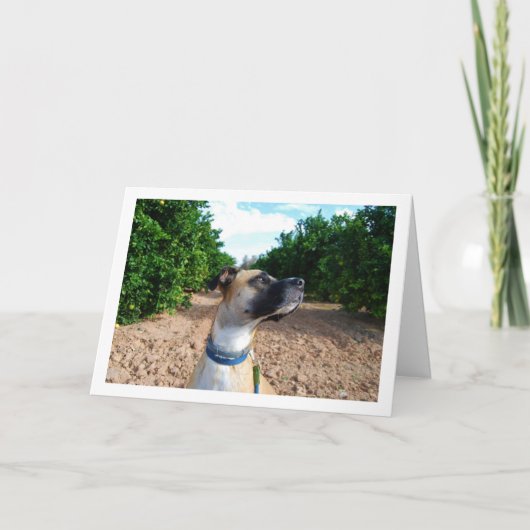 Portret van hond in boomgaard kaart (Voorkant)