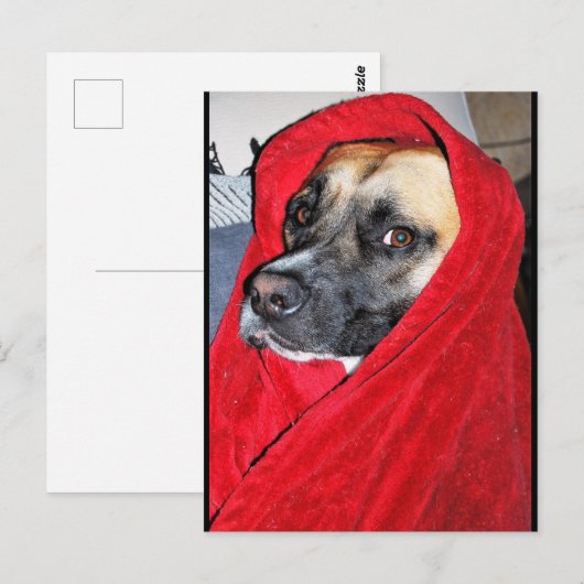 Portret van hond in rode deken briefkaart (Voorkant / Achterkant)