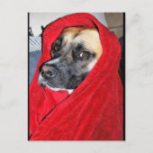Portret van hond in rode deken briefkaart (Voorkant)