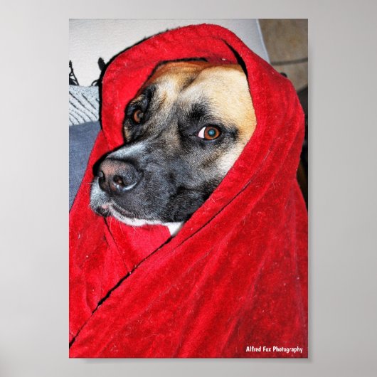 Portret van hond in rode deken poster (Voorkant)
