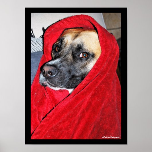 Portret van hond in rode deken poster (Voorkant)