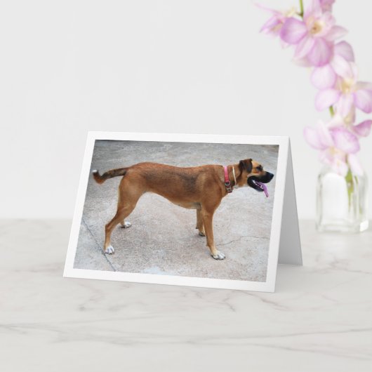 Portret van hond kaart (Orchidee)