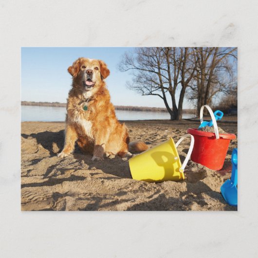 Portret van honden op het strand met zandspeelgoed briefkaart (Voorkant)
