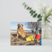 Portret van honden op het strand met zandspeelgoed briefkaart (Staand voorkant)