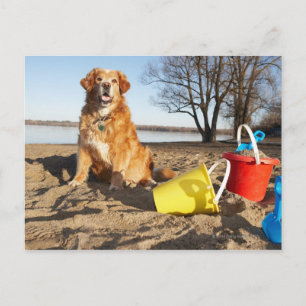Portret van honden op het strand met zandspeelgoed briefkaart