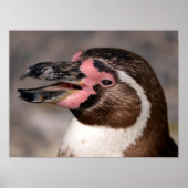 Portret van Humboldt pinguïn Poster (Voorkant)