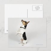Portret van Jack Russell-hond op zijn stoel Briefkaart (Voorkant / Achterkant)
