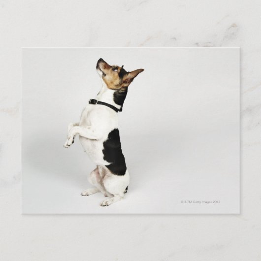 Portret van Jack Russell-hond op zijn stoel Briefkaart (Voorkant)