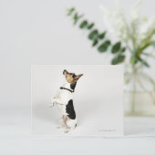 Portret van Jack Russell-hond op zijn stoel Briefkaart (Staand voorkant)