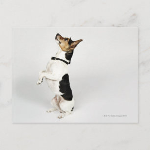 Portret van Jack Russell-hond op zijn stoel Briefkaart