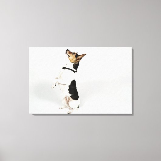 Portret van Jack Russell-hond op zijn stoel Canvas Afdruk (Voorkant)
