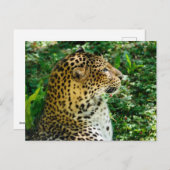 Portret van Javan leopard gezien vanuit profiel Feestdagenkaart (Voorkant / Achterkant)