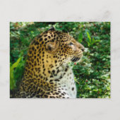 Portret van Javan leopard gezien vanuit profiel Feestdagenkaart (Voorkant)