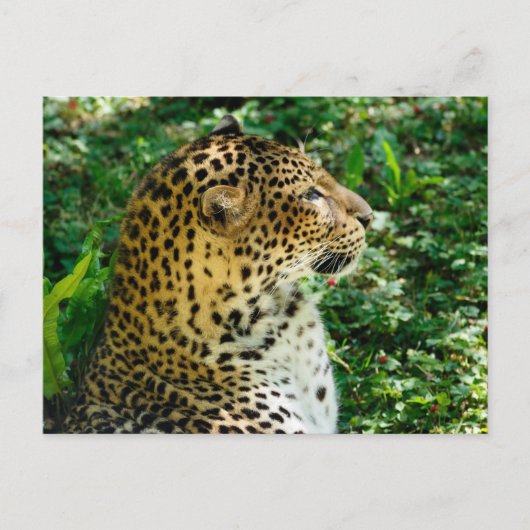 Portret van Javan leopard gezien vanuit profiel Feestdagenkaart (Voorkant)