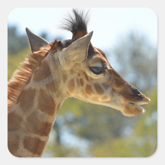 Portret van jonge giraffe vierkante sticker (Voorkant)