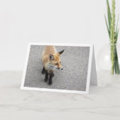 Portret van jonge vos op straat kaart (Voorkant)