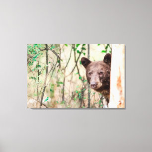 Portret van jonge zwarte beer, Missoula, Montana Canvas Afdruk