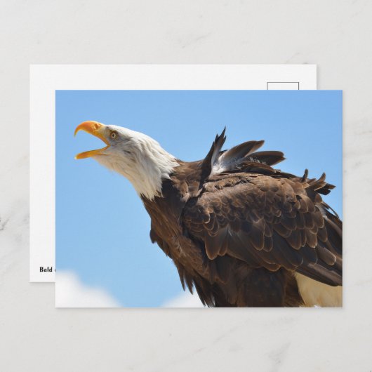 Portret van kale adelarend briefkaart (Voorkant / Achterkant)